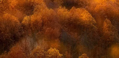 2020_3_Sueños de un Otoño - Antonio Fernández.jpg