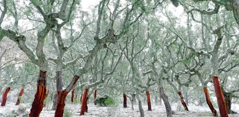 2021_5_Nieve en la Dehesa - Antonio Fernández Gómez