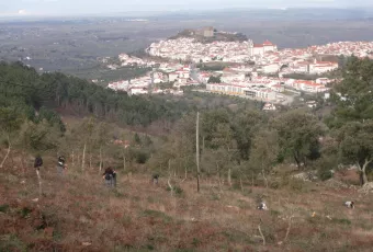 plantabosques_serra_sao_mamede.jpg