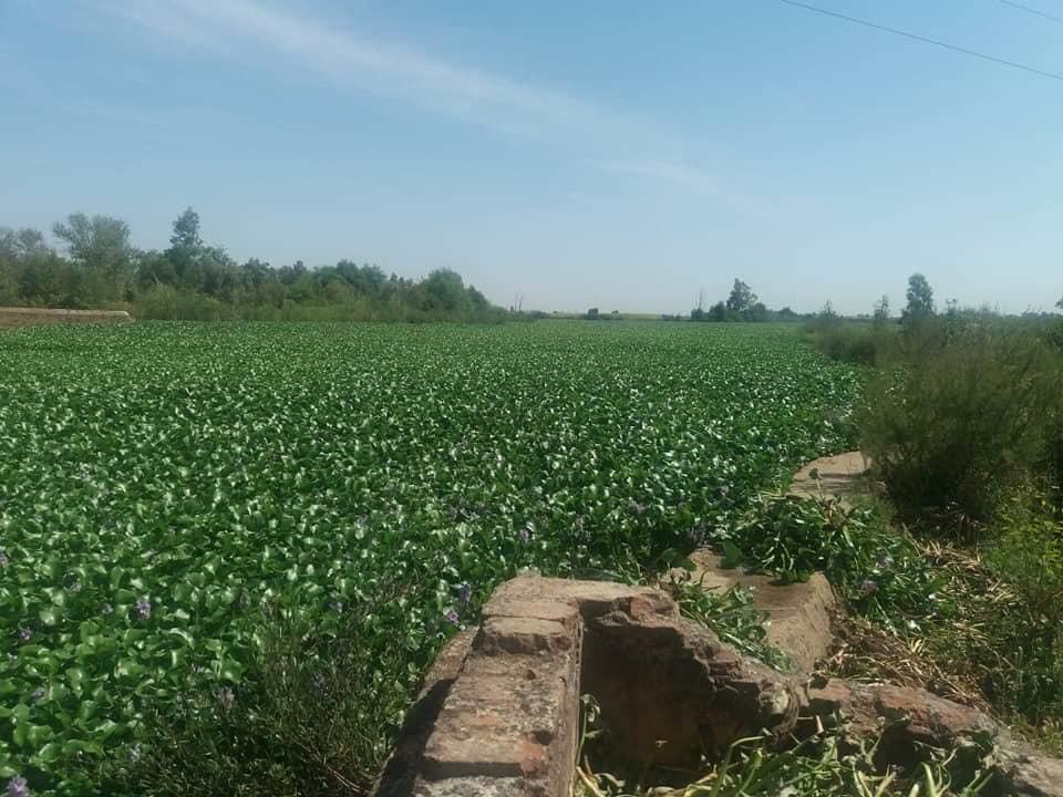20190206_camalote_2.jpg