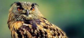 imagem_geopark_naturtejo.jpg