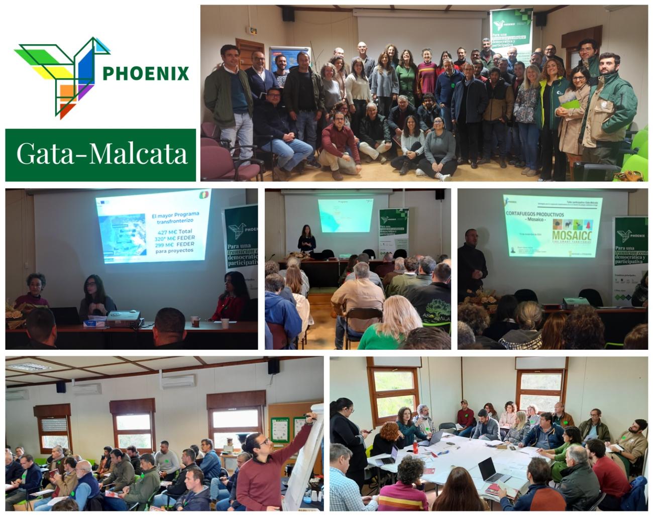 Phoenix Gata Malcata