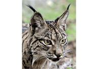 lince.jpg