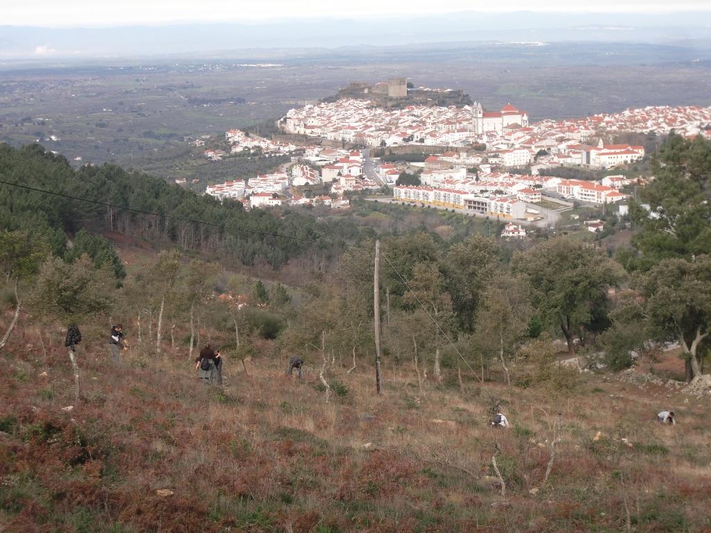 plantabosques_serra_sao_mamede.jpg